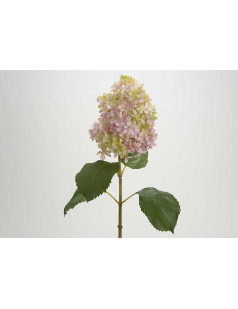 HORTENSIA GRANDIFLORA 70CM - Tienda del jardin