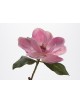 MAGNOLIA KING H50 ROSA