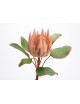 PROTEA ROYAL H56 ROSA