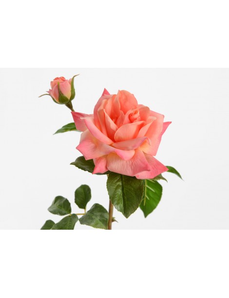 ROSA MELODY REALITY H53 CORAL