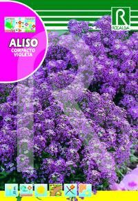 aliso violeta, flor aliso, flores jardin, macizo jardin, semillas flores