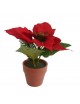 MACETA POINSETTIA 3 FLORES 19 CM. 